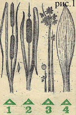 рисунок 1. Рогоз узколистный, широколистный, камыш и листья кукурузных початков